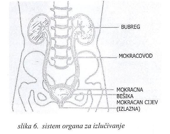 MULTIPLA SKLEROZA I TRUDNOĆA Dr med.sci. Predrad Rakočević, spec.