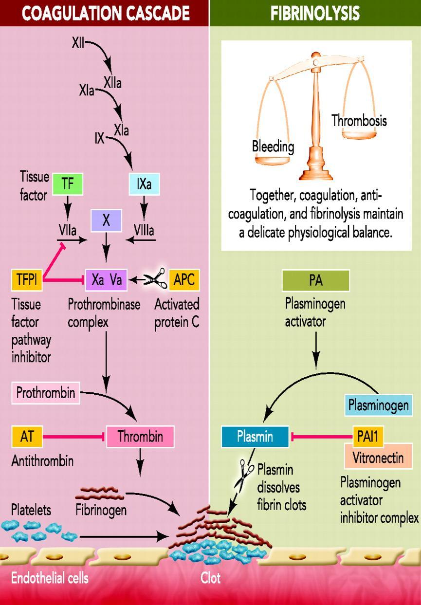 Koagulacijski sustav Složen sustav regulacije koagulacije i fibrinolize Uravnotežen sustav prokoagulantnih i antikoagulantnih faktora, fibrinolitičkih i adhezivnih proteina, trombocita i vaskularnog