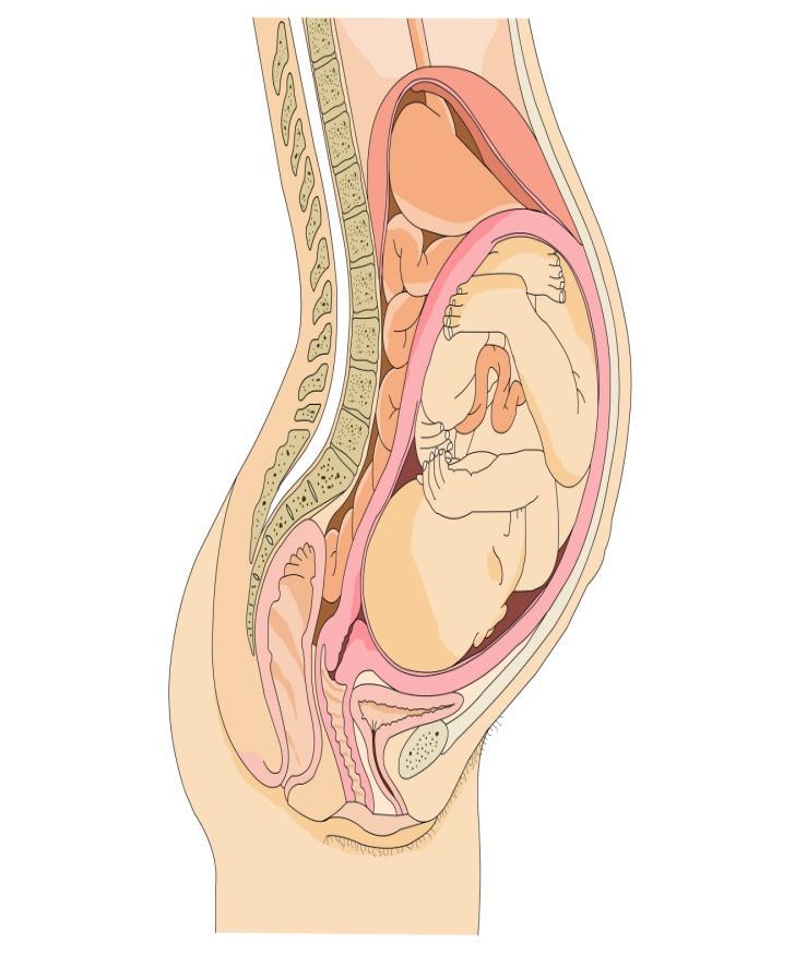 Majčina reakcija na trudnoću Povećanje tjelesne mase trudnice Promjene metabolizma u trudnoći Promjene cirkulacijskog sustava trudnice