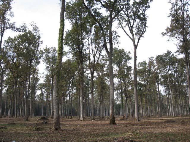 Шуме пољског јасена, храста лужњака и граба са пратећим врстама, карактеристичне вишеспратне структуре, са стаблима импозантних димензија, најрепрезентативније су на подручју Срема.