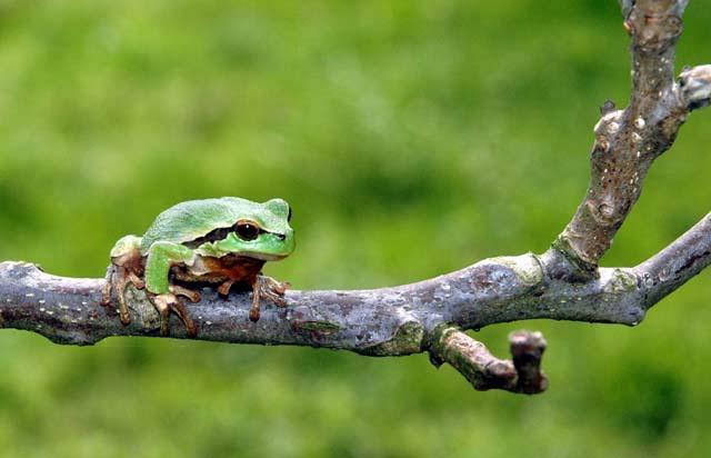 Врсте водоземаца забележених на овим локалитетима су : велика зелена жаба (Rana ridibunda), мала зелена жаба (Rana lessonae), зелена