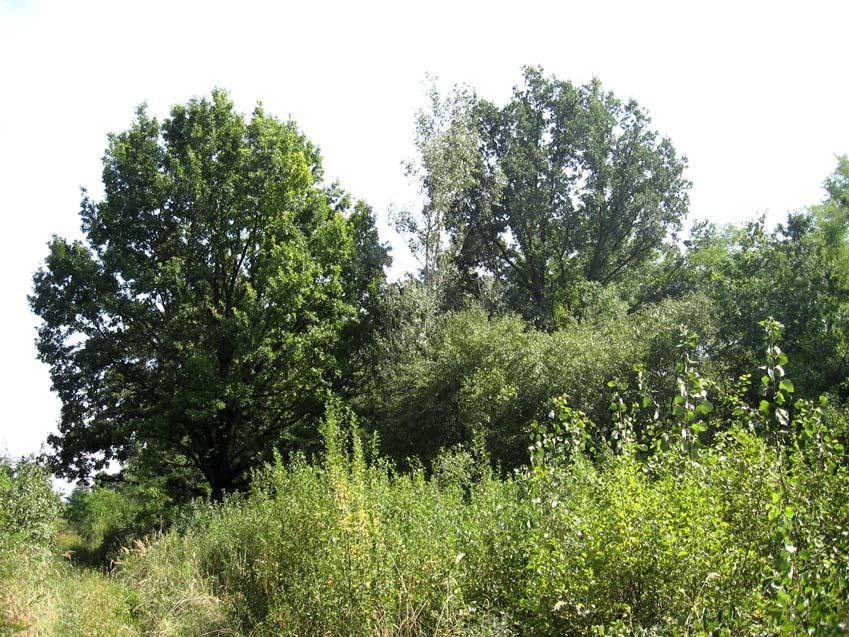 Тема 4: Мониторинг популација ретких и угрожених биљних врста на подручју Војводине: банатски божур (Paeonia officinallis subsp.