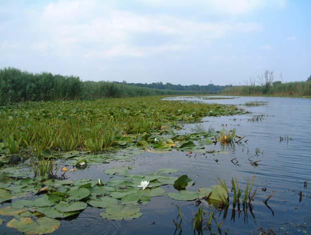 Мониторинг тестерице (Stratiotes aloides) У равничарским деловима Војводине природни водени екосистеми некада су били широко распрострањени.