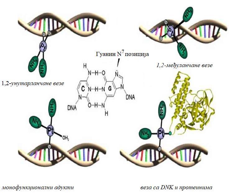Слика 1.14. Начини координовања комплекса cis-платине за молекул DNA. Преузето са изменама [98].