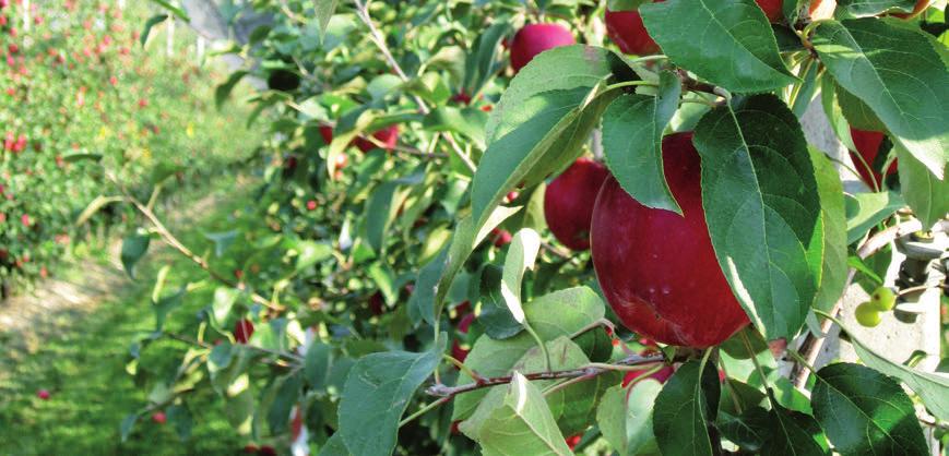 PROIZVODNJA Poznavanje životne sredine Modì je rustična jabuka koja je