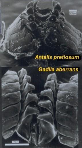 Slika 15. Prikaz zubi kod Denataliida i Gadilida (preuezto s http://www.ronshimek.com/scaphopod.