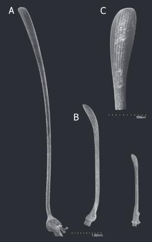 Slika 34. Bodlja ježinca roda Rhynobrisus. Preuzeto: Martínez-Melo i sur. (2014) Mahovnjaci Mahovnjaci ili Bryozoa kolonijalni su organizmi sastavljeni od jedinki zooida spojenih u koloniju zoarij.