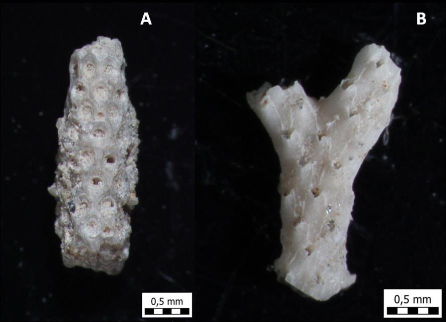 Slika 35. a) Cellaria fistulosa (uzorak 6), b) Reteporella sp. (uzorak 5) Riblji ostaci Ribe su mnogobrojna i raznolika skupina organizama koja živi u moru i slatkim vodama.