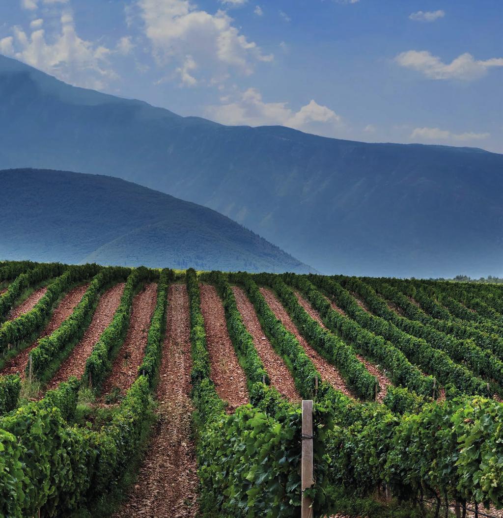 PLANTAŽE Locirane u Hercegovini sa 2.300 sunčanih sati godišnje. Samo 35 kilometara od jadranskog mora nalaze se naši vinogradi.