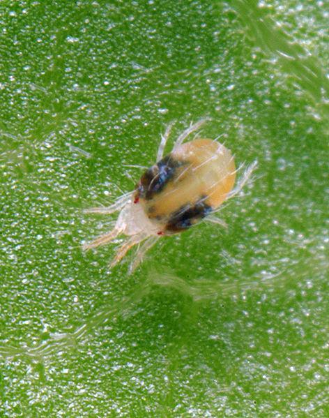 Slika 8. Koprivina grinja (https://upload.wikimedia.org) 2.4 Nekarakteristični štetnici jagode 2.4.1 Lepyrus capucinus Schall. Lepyrus capucinus je kukac iz reda Coleoptera, porodica Curculionidae.