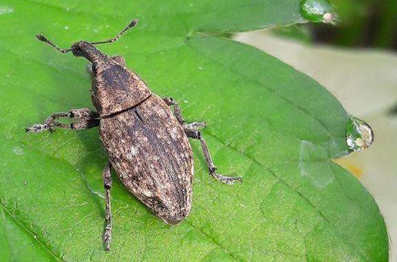 Slika 9. Lepyrus capusinus (Foto: orig.) 2.4.2 Pipa roda Polydrusus Prema Brightu (2008.) pipa je veličine između 5.1-6.8 mm. Tijelo je zelene boje s smeđim ticalima.