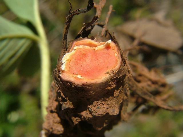 2.5.2 Crvena trulež korijena jagode (Phytophthora fragariae Mont) Prema Tomić (2015.