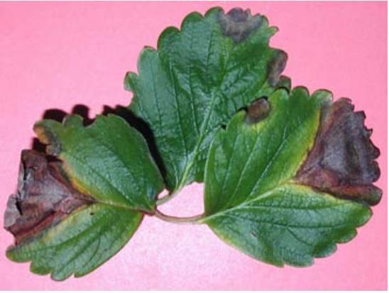 prostoru uočena je Mycosphaerella fragariae, a kod hipodronskog uzgoja uočena je samo B. cinerea. 2.5.4 Palež lista jagode (Phomopsis obscurans Sutton) Prema Miličević (2015.