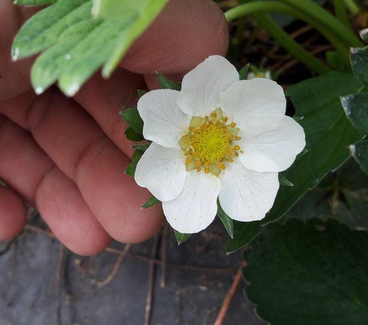 2.2. Morfologija sorte Joly Pripada srednje ranim sortama te sazrijeva nekoliko dana poslije Clery. Cvjetovi su veliki, bijele boje te bogati polenom (Slika 2.).