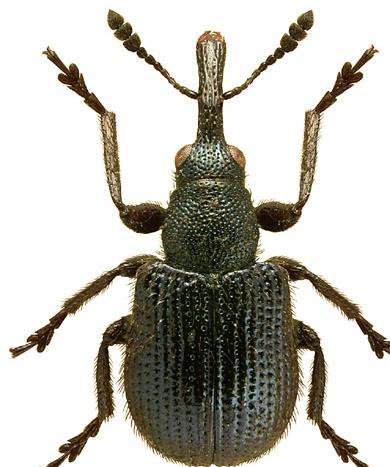 2.3. Najznačajniji štetnici jagoda 2.3.1 Pipa jagodine peteljke (Caenorhinus germanicus Hrbst.) Prema Hill (1987.