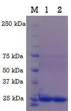 1.4. Rezultati 38 U svrhu provjere interakcije (His)6-GSTF2 (Mr = 28 432 Da, pi = 5,95) i SerRS korišten je protein (His)6-GSTF2 koji je prethodno pripremio dr. sc. Mario Kekez.