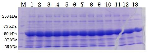 SDS gelu nakon ionsko-izmjenjivačke kromatografije (M marker veličine: PreScission Plus Protein Unstained Standards s označenim veličinama standardnih proteina) A) B) Slika 20.