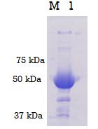 A) Kromatogram dobiven nakon pročišćavanja SerRS gel-filtracijskom kromatografijom na koloni Superdex 200 10/300, B) analiza uzorka na 9 %-tnom SDS gelu nakon ukoncentriravanja odabranih