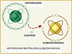 Slika 1. Antioksidans i slobodni radikal [3].