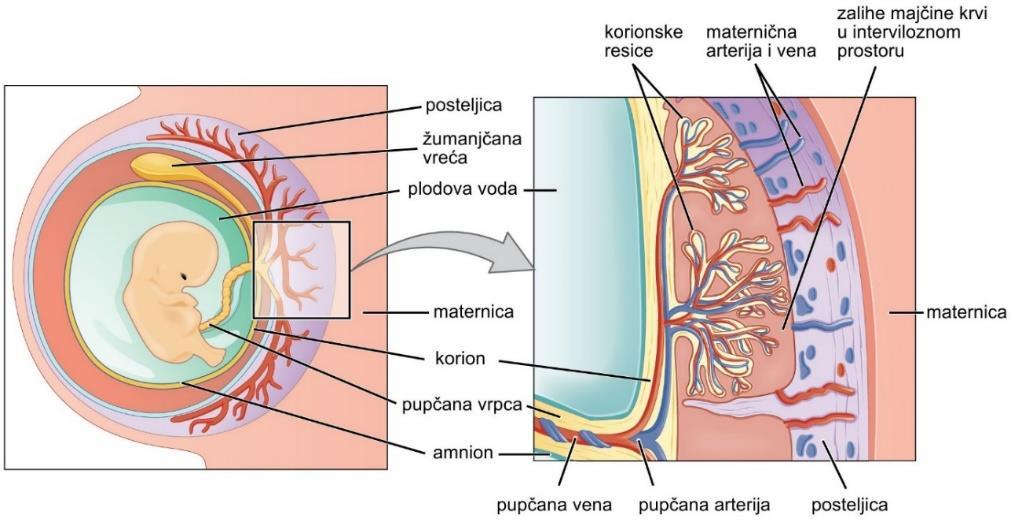 Slika 2. Prikaz posteljice. Prilagođeno prema Anatomy & Physiology, Connexions Web site. http://cnx.org/content/col11