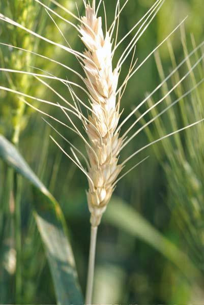 Slika 5. Prikaz cvijeta pšenice, Izvor: www.alfaportal.hr Nakon cjelokupnog morfološkog opisa pojedinih dijelova pšenice preostaje kratak detaljan uvid u sam plod.