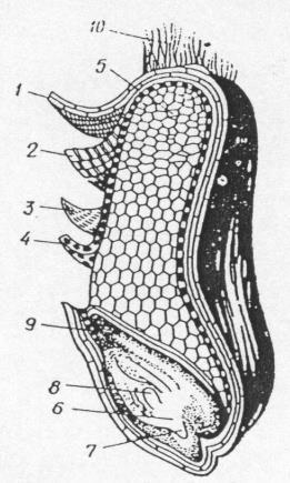 7 Začetak korijenčića 8 Pupoljak 9 Štit 10 Brazdica Slika 7. Prikaz strukture zrna (presjek), Izvor: www.obz.