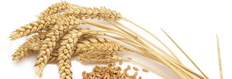 3. OPĆENITO O PŠENICI Pšenica kao kultura postoji već dugi niz godina. Pšenica se kao kultura spominje još u drevnoj Mezopotamiji i Egiptu.