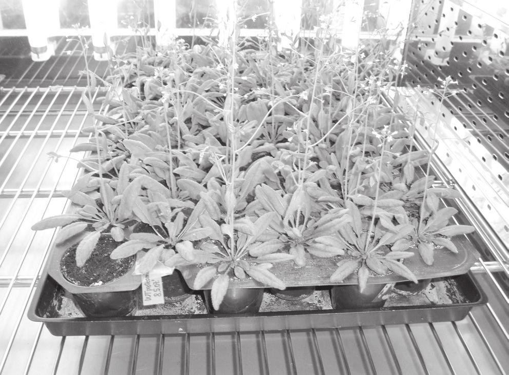) u komori za uzgoj biljaka FIGURE 2. Plant Arabidopsis thaliana Col-0 (L. Heynh.