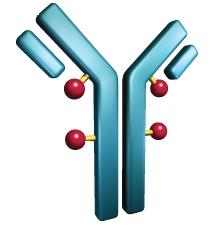 Lečenje HL-a Inovativna ciljana terapija Sve ćelije imaju na svojoj površini proteine poznate kao antigeni.