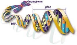 Osnovni verovatnosni modeli evolucije DNK lanca 11 osobine da pokazuju.
