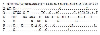 Osnovni verovatnosni modeli evolucije DNK lanca 48 U ovom skupu podataka ne postoji način da se kaţe šta je predak nukleotida, tako da sve što se moţe reći jeste da se jedan nukleotid javlja puta,
