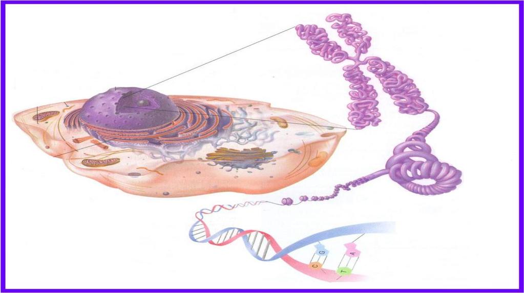 Osnovni verovatnosni modeli evolucije DNK lanca 6 molekule, već različiti enzimi sarađuju sa DNK i realizuju informacije bilo u obliku molekula RNK ili u obliku proteina.