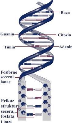 Osnovni verovatnosni modeli evolucije DNK lanca 8 Slika 1.2 Struktura DNK Votson i Kirk su 1953.