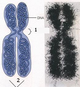 Osnovni verovatnosni modeli evolucije DNK lanca 9 Hromozomi, izgrađeni od molekula DNK, imaju vaţnu ulogu u prenošenju genetičkog materijala.