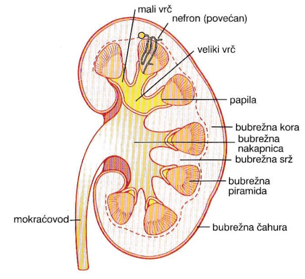 1.2. Urin Tekućina kojom se iz organizma izlučuju otpadni produkti metabolizma i strane štetne tvari naziva se urin. Nastaje filtracijom u glomerulima bubrega (Slika 1).