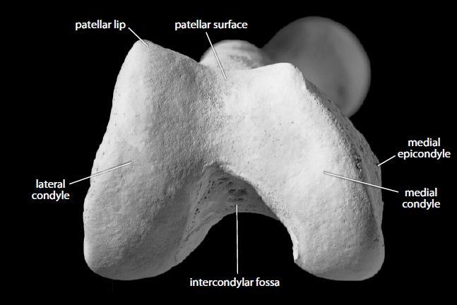Slika 4. Prikaz distalnog dijela femura gledanog od distalno ka prokismalno. ( Preuzeto iz Human Osteology, White et al. ) Slika 5.