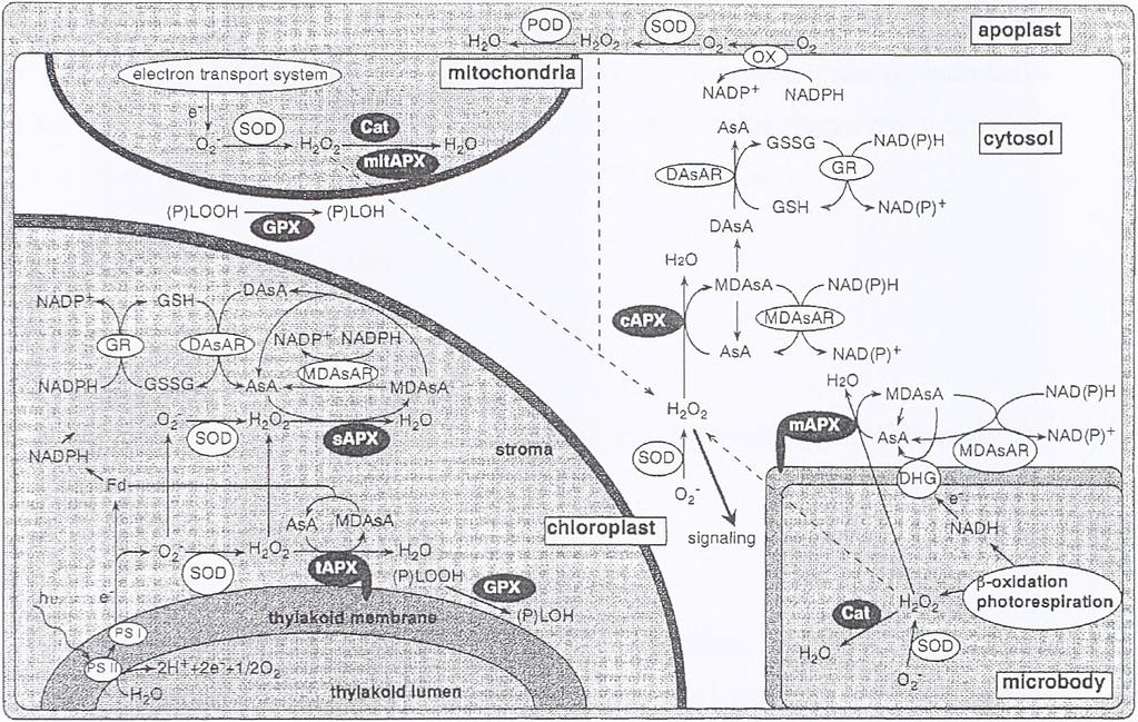 PS I i PS II - fotosistemi I i II; GSH - glutation; GSSG - glutation disulfid; AsA askorbat; MDAsA - monodehidroaskorbat; DAsA - dehidroaskorbat; Cat - katalaza; APX - askorbat peroksidaza (tapx -