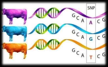 Genomski test podrazumeva korišćenje genetičkih informacija koje se mogu dobiti direktnom analizom genoma (DNK) životinje za raniji i bolji opis njene PV genomska vrednost bika određuje se poređenjem