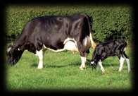 kod junica RP Zaostajanje posteljice DCE; DCA - Lakoća teljenja kćeri CCR Koncepcija kod krava K - Ketoza SSB -