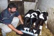 Odgajivački ciljevi u mlečnom govedarstvu Vojvodine Holštajn-frizijska rasa (HF) Povećanje matičnog zapata