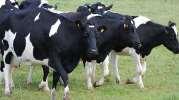 Prosečna proizvodnja mleka u standardnoj laktaciji preko 7800 kg sa 3,90 % mlečne masti i 3,40% proteina.