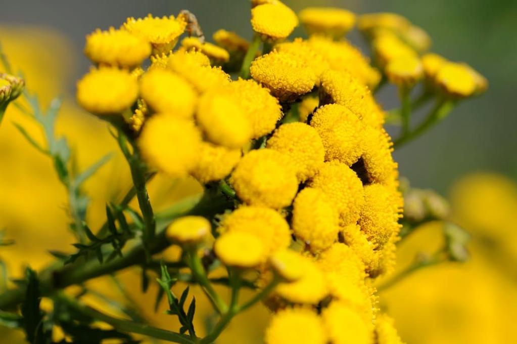 SMILJE Helichrysum italicum Narodni nazivi - Sinonimi: Žuto smilje, cmilje, zlatnocvita trava, marjetica.