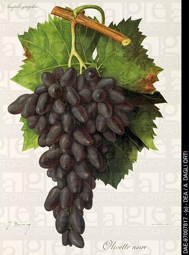 Olivette crna Sinonimi: Olivette noire, Olivette d Avignon, Uva di pergole, Teta de Negra, Huevo de gat, Cornichon i dr.