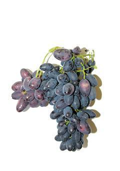 Prorjeđivanje grozdova se uobičajeno obavlja od završetka cvatnje (oplodnje) pa do pojave šare.