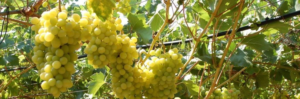 Slika 2. Trsovi na kojima je uredno provedena defolijacija i cizeliranje grozdova 7. Agrotehnički zahvati u vinogradu stolnog grožđa 7.1.