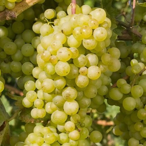 Slika 8. Perlette (preuzeto iz https://www.pomonafruits.co.uk/soft-fruit-bushes-vines/grapevines/grape-vine-perlette-seedless-pot-grown) 13.2.