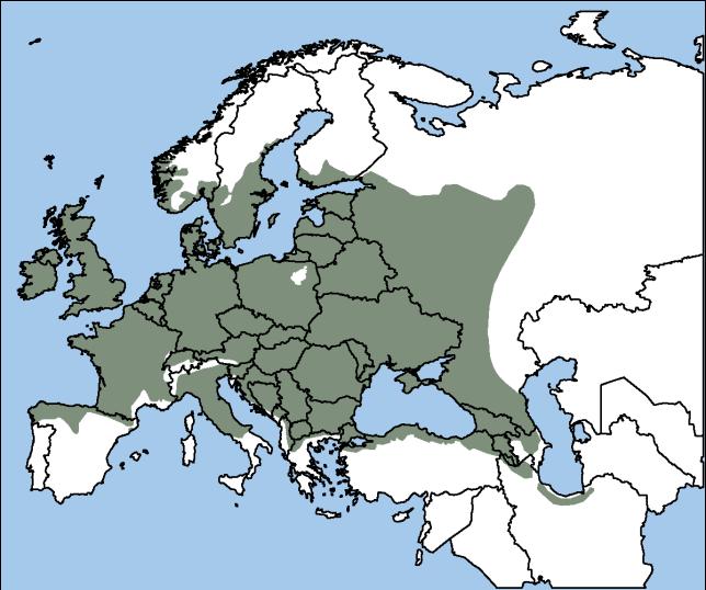 3.1.3. Rasprostanjenost vrste F. excelsior Bijeli jasen rasprostranjen je na području Europe, Krima te Kavkaza. Jedna je od najrasprostranjenijih vrsta Europe.