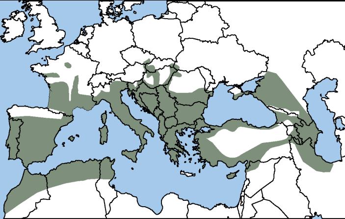 Distribucija poljskog jasena proteže se od Španjolske i Portugala na zapadu do Slovačke i južne Moravije na sjeveru do Turske na istoku, Sirije, Irana i južne Rusije.