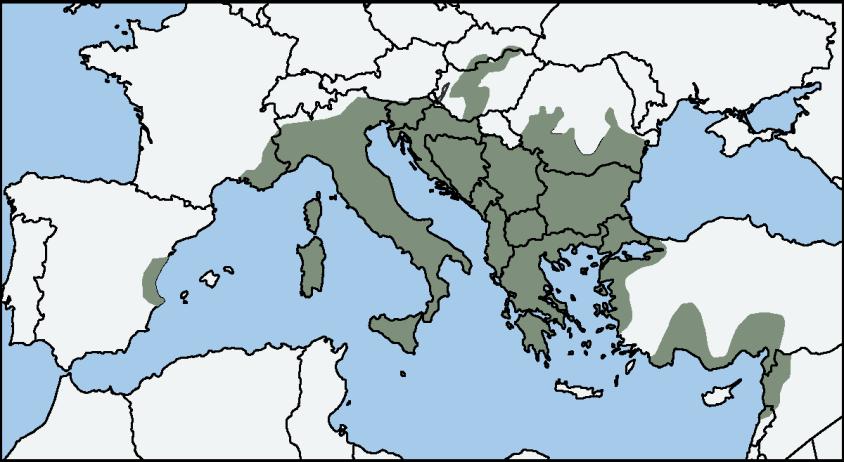 3.3.3. Rasprostranjenost vrste crnog jasena Fraxinus ornus L. rasprostanjen je na području južne Europe i zapadne Azije.