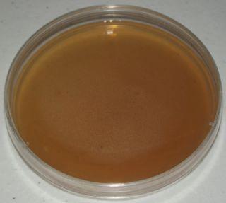 dextrose agar (http://www.southernbiological.